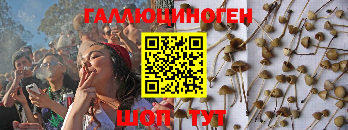 Галлюциногенные грибы Psilocybine cubensis Моздок